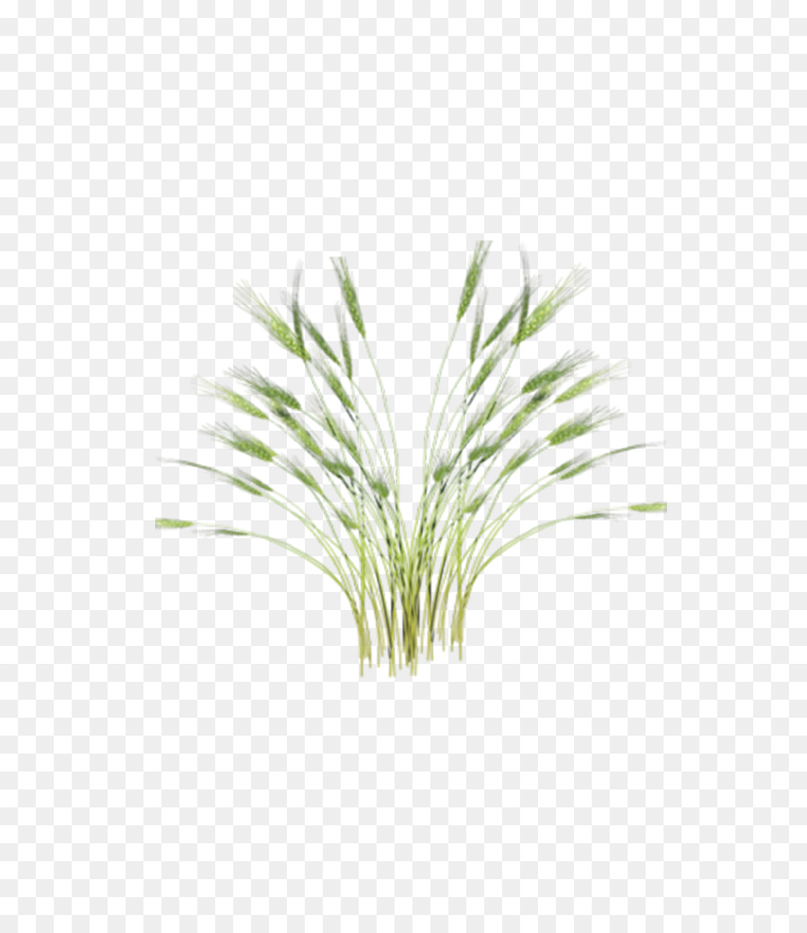 Màu xanh lá cây Gạo Lúa Ruộng - gạo