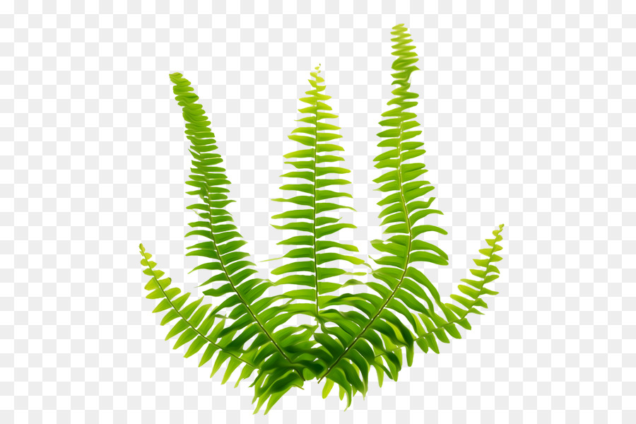 Fern Green Viridiplantae - foglie verdi