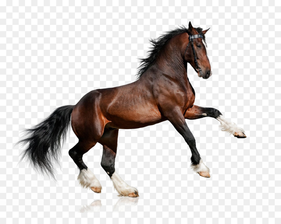 Clydesdale horse Lipizzani Bianco Ippica Bay - cavalli al galoppo
