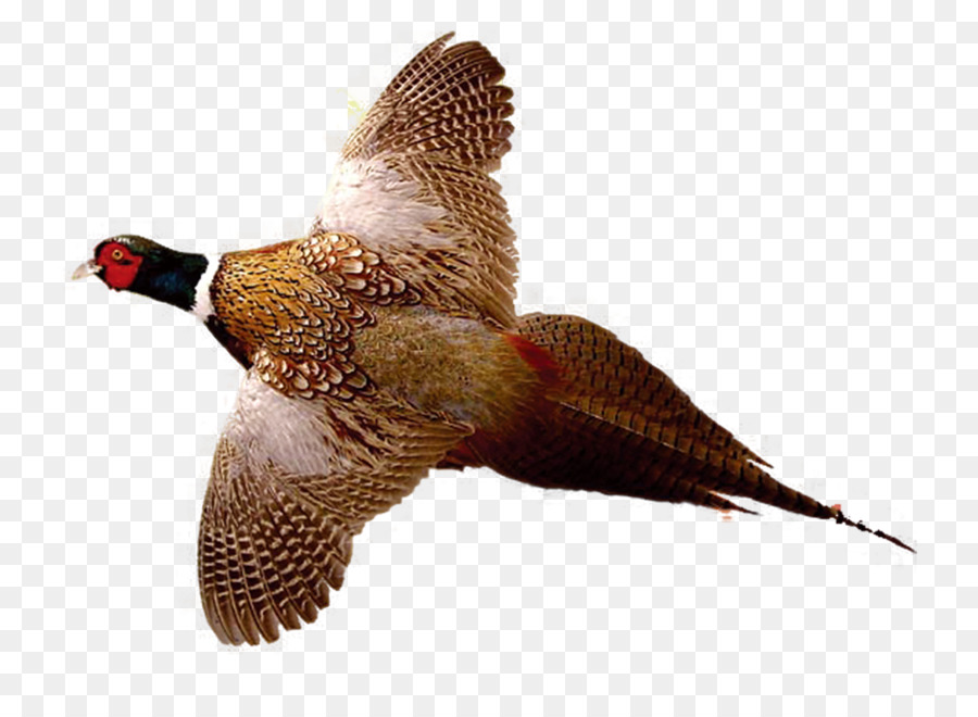 Ring-necked Fasan Zeichnung Vogel-Jagd - Flying pheasant