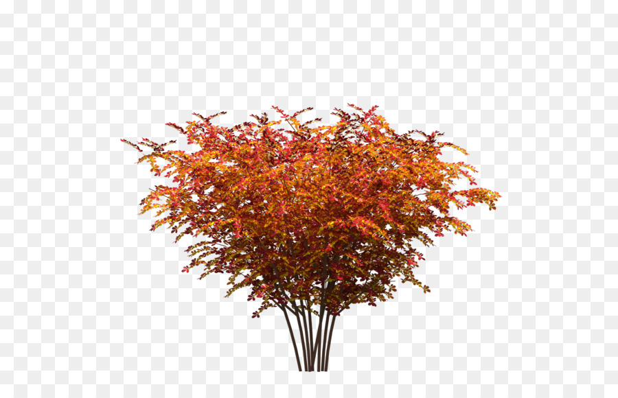 Dell'Albero di acero rosso foglia d'Acero Impianto - albero