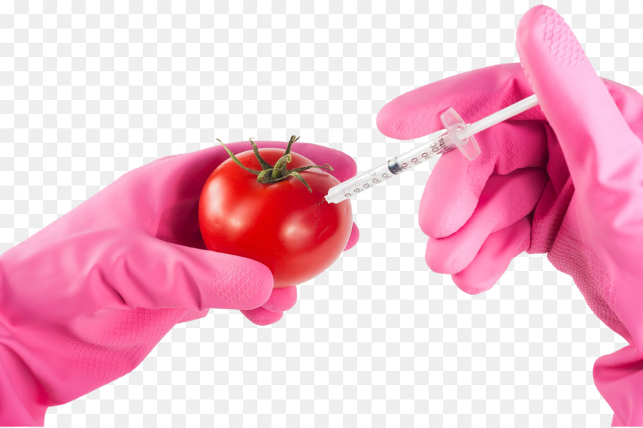 Geneticamente modificati (ogm) Geneticamente modificati pomodoro organismo Geneticamente modificato, Genetica, ingegneria Genetica - Pomodori transgenici sfondo trasparente mappa di base
