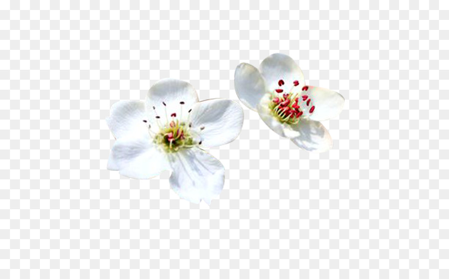 Blütenblatt Weiß Computer-Datei - Birne petal weiß-Bild-material
