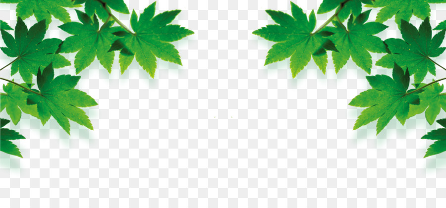Kosmetik-Grün Gelb Poster - Green Maple leaves