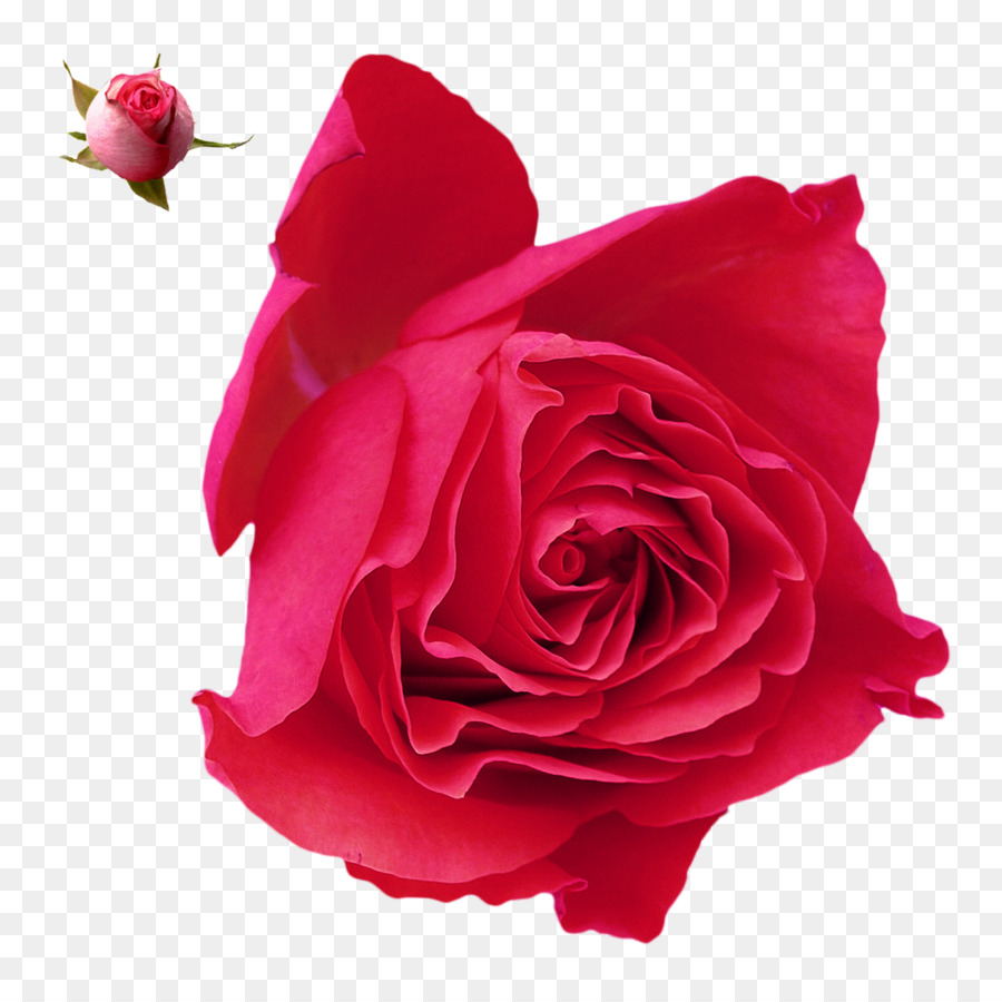 Red Rose Frame