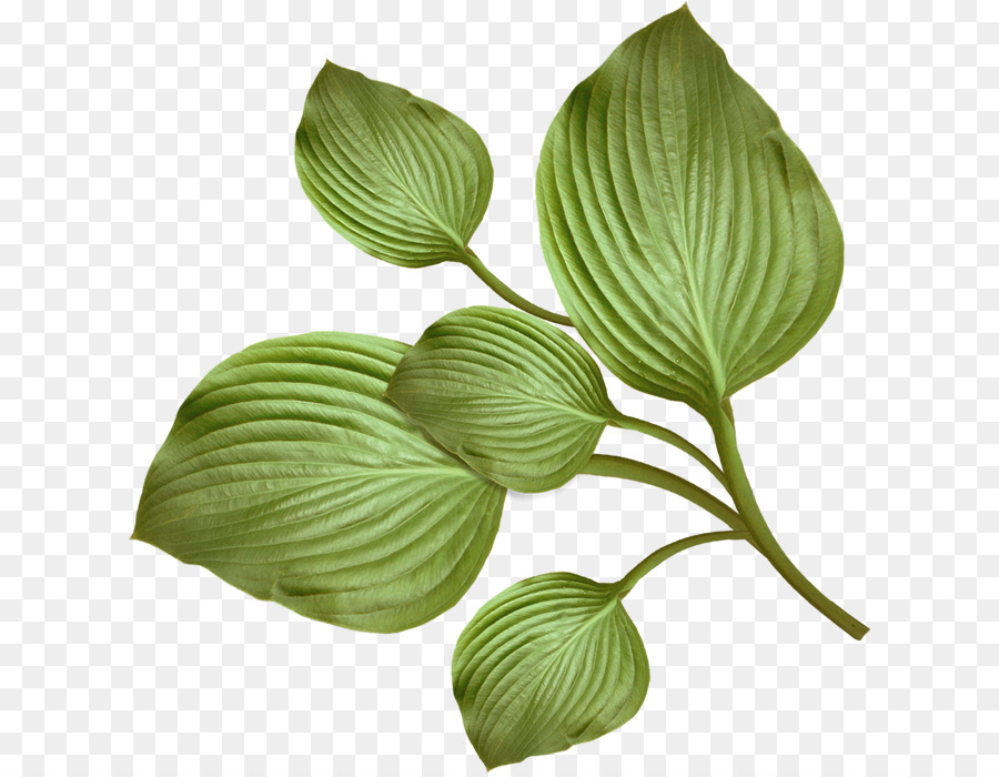 Blatt, Ast-Eiche - Grüne Blätter
