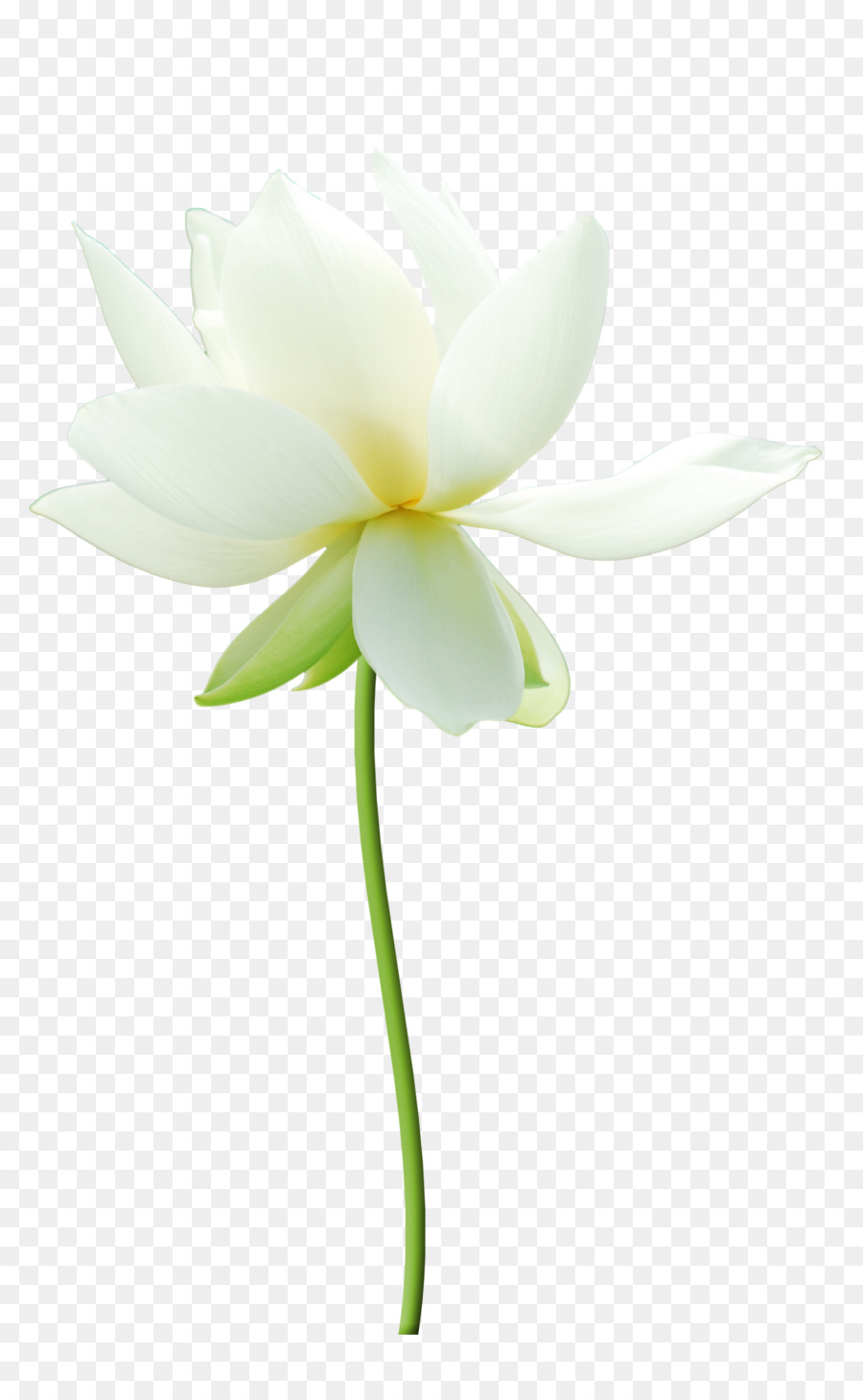 Nelumbo nucifera Weißen Blütenblatt - HD-Lotus
