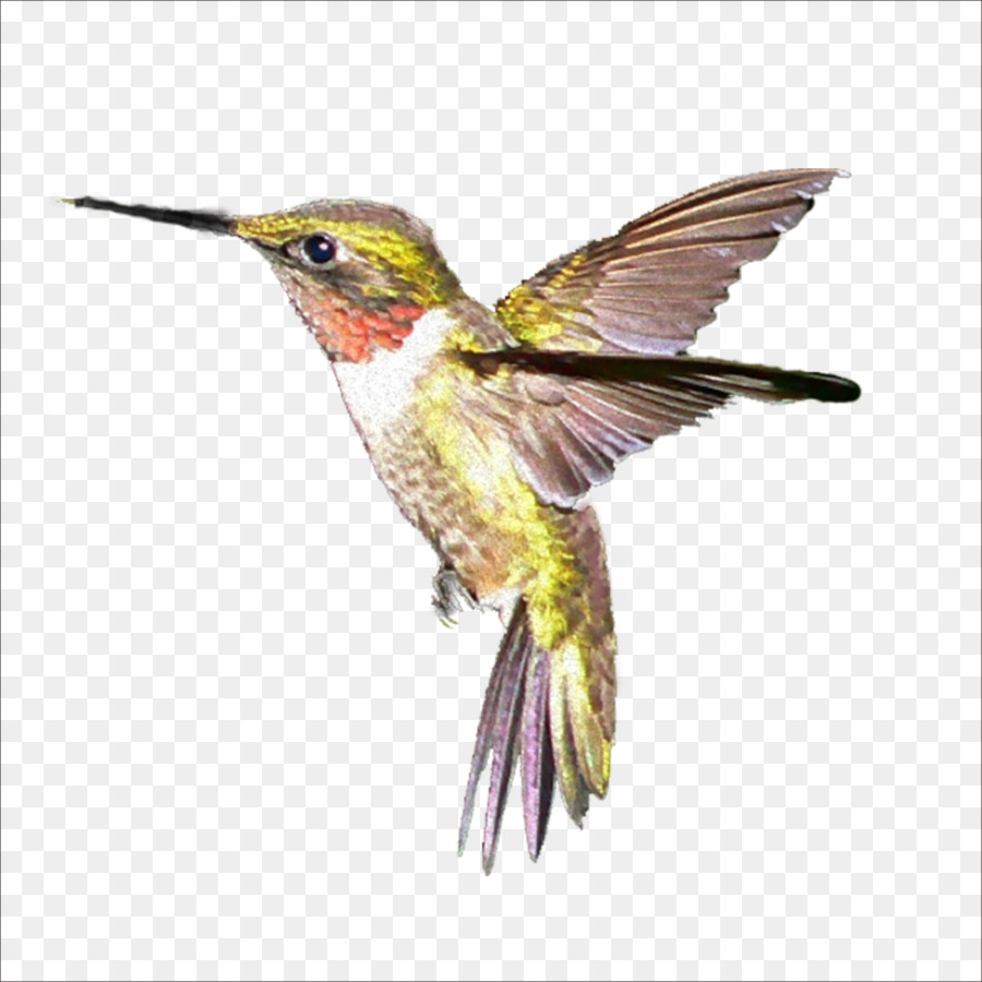 Kolibri - Vögel