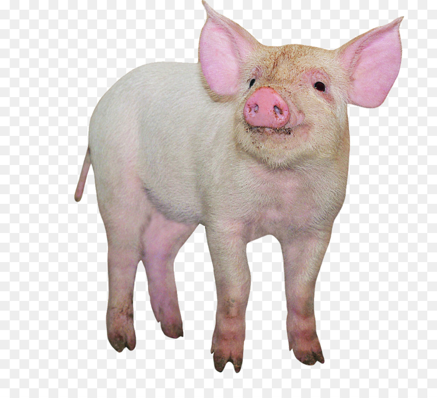 Hausschwein Google-Bilder-Designer-Vieh - Nur Schwein Essen