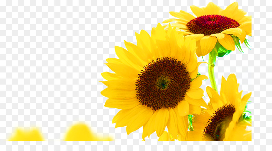 Gemeinsame Sonnenblume Topinambur Sonnenblumen-Gelb - Wunderschöne gelbe Sonnenblumen