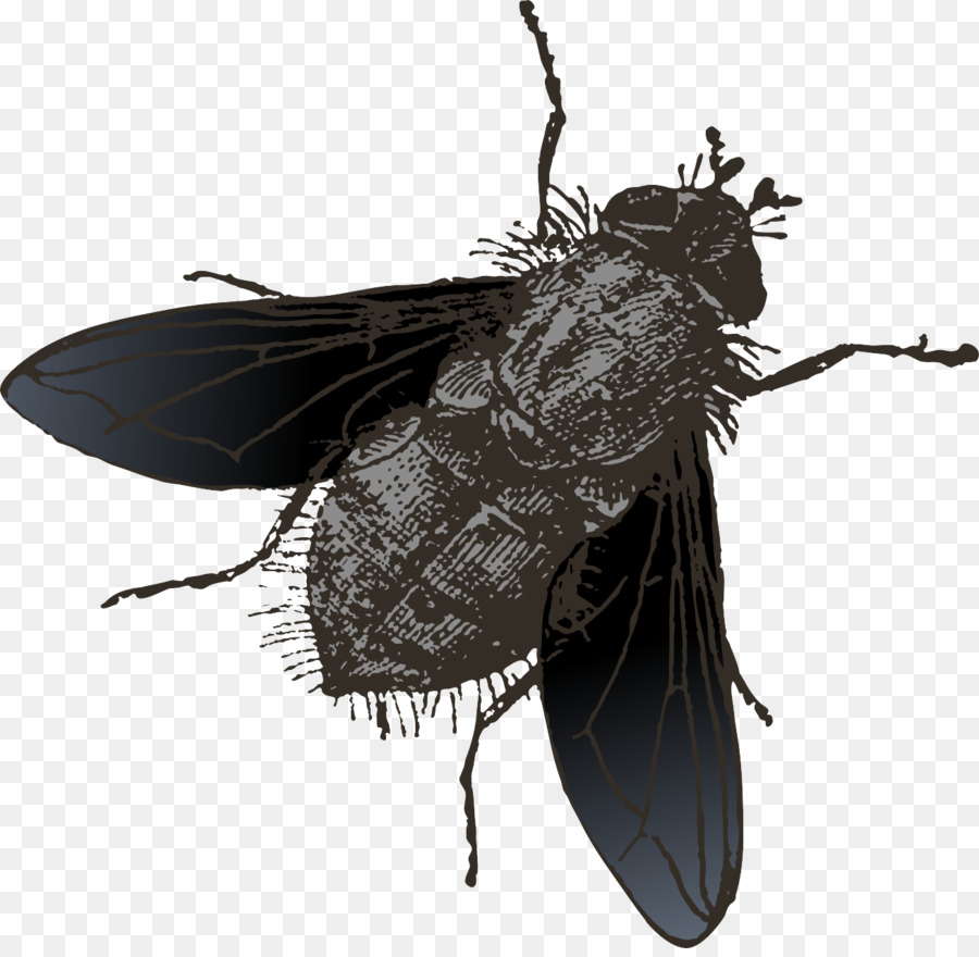Insetto Volare - Vettore dipinto mosche