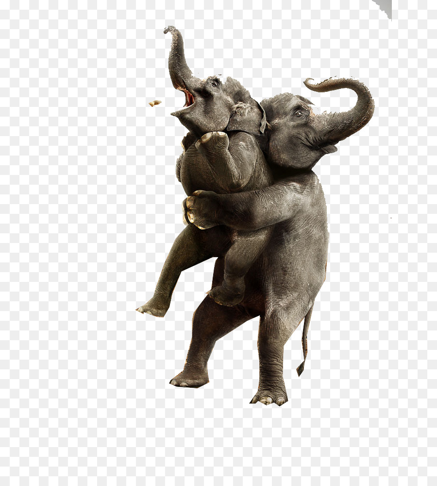 Campagna pubblicitaria Umorismo Stampa di Annuncio del film - elephant foto