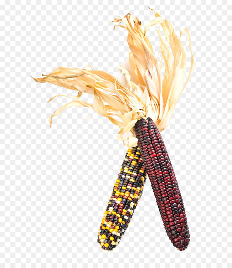 Flint corn Corn on the cob fotografia di Stock Corncob Mais kernel - mais