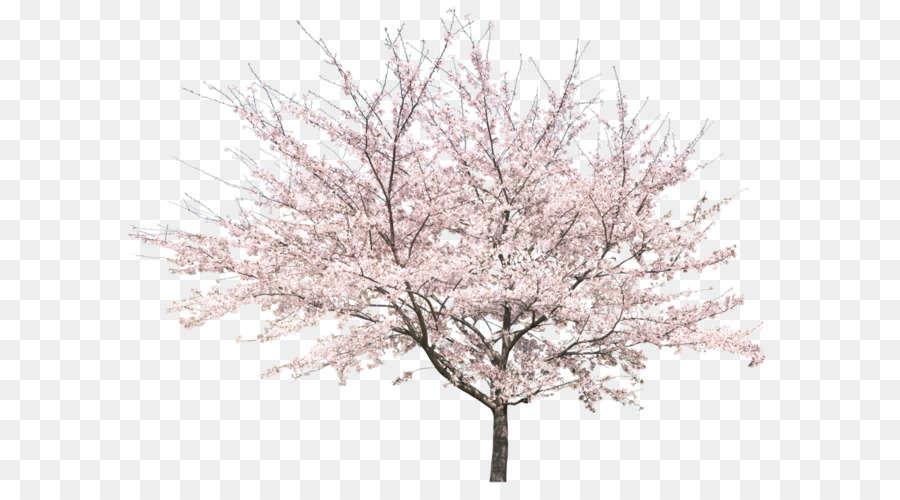 Cherry Blossom Tree img