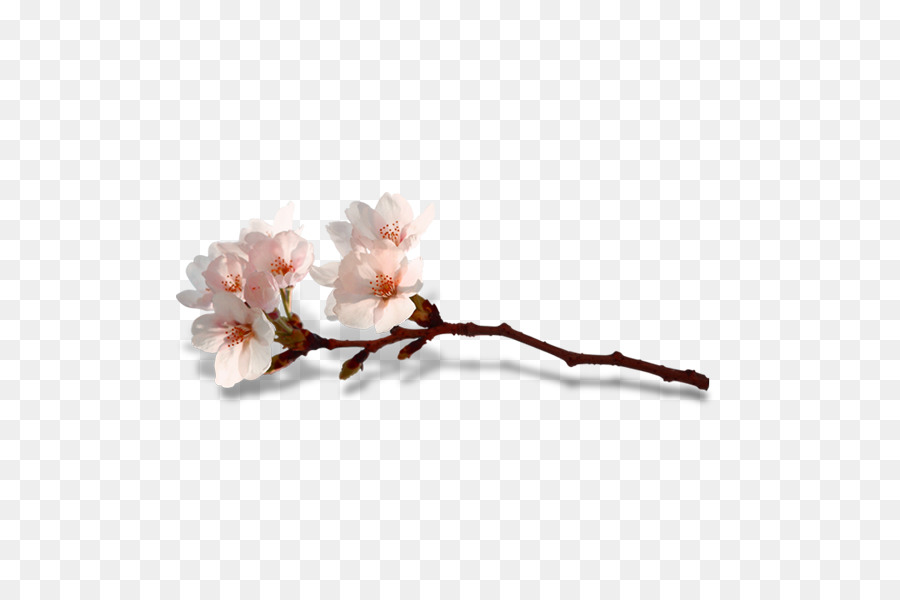 Blossom Flower Computer-Datei - Peach blossom