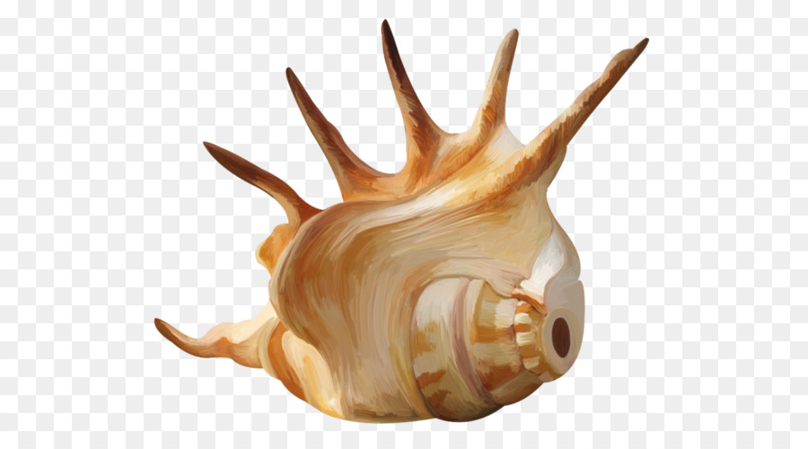 Conchiglia, Conchiglia di Mollusco shell carta da Parati - Una conchiglia