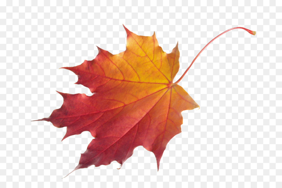 Foglia d'autunno colore Clip art - foglia di acero