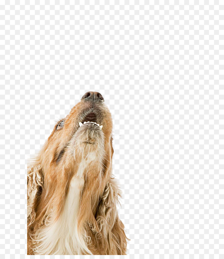 Cocker Spaniel Sapsali Chó, con chó Thuần chủng - chó con,chó con,vật nuôi động vật