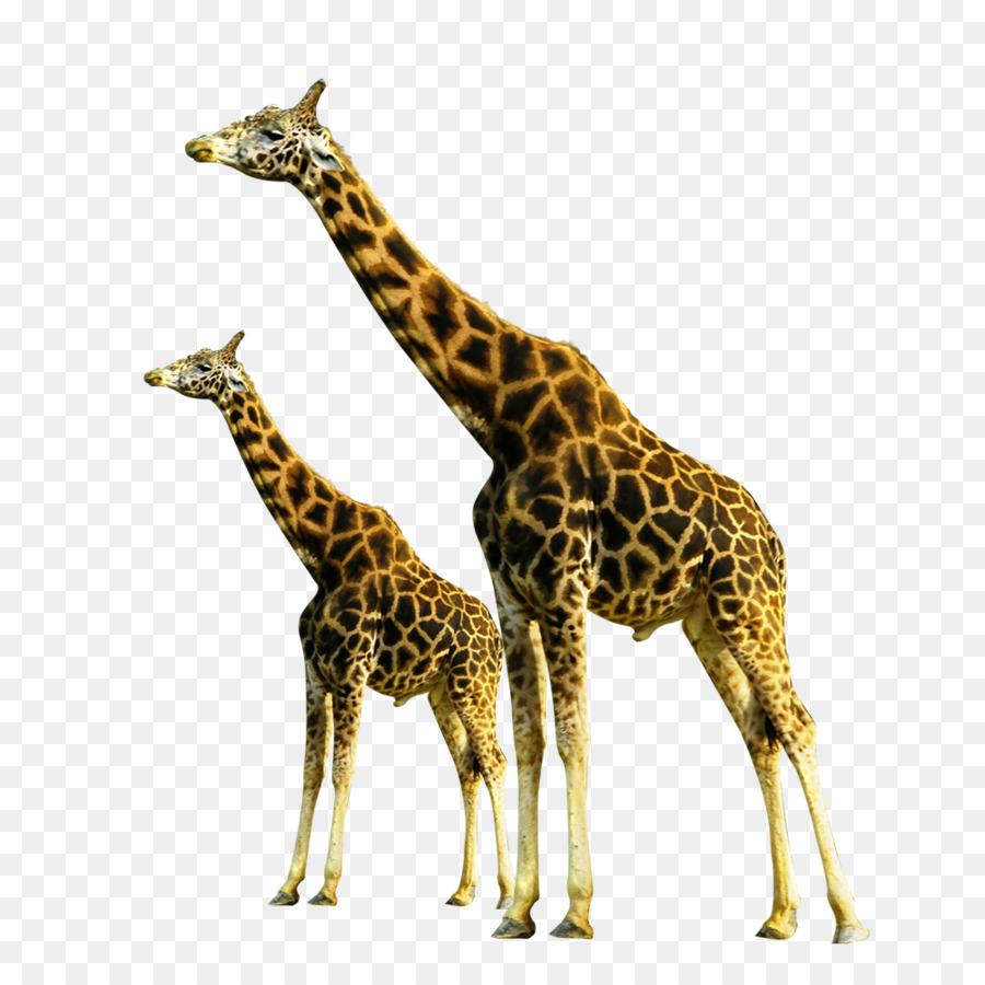 Giraffe Boden Hals - Giraffe Wildlife