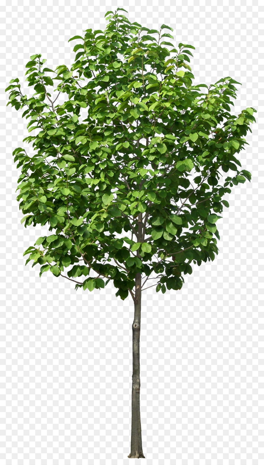 Blumentopf-Baum-Pflanze Kunststoff Beschneiden - Üppige Bäume