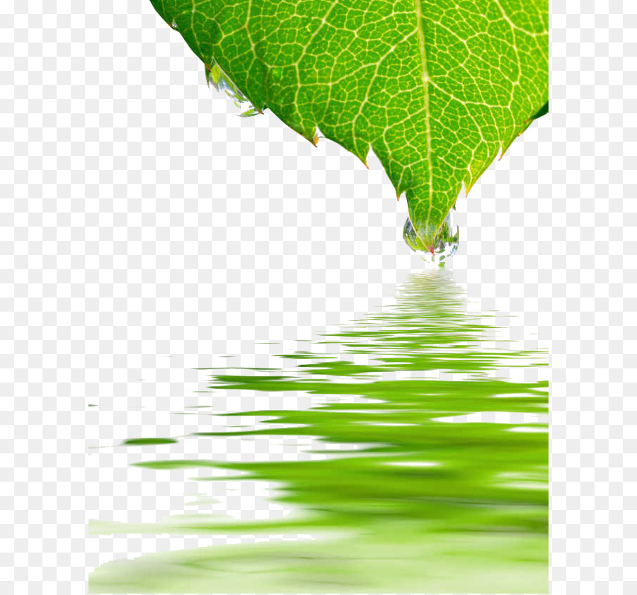 u5176u5be6u6211u5011u90fdu53d7u50b7u4e86 Goccia Rosa Riflessione - Foglia verde acqua increspature