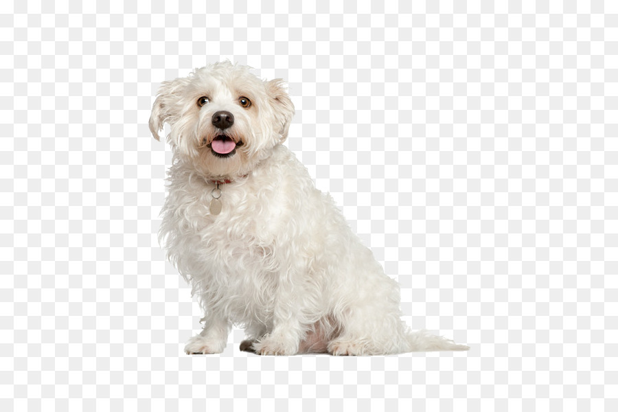 Malteser Hund, Pudel, Mops Shih Tzu, Bichon Frise - Kreative Haustier-Hunde