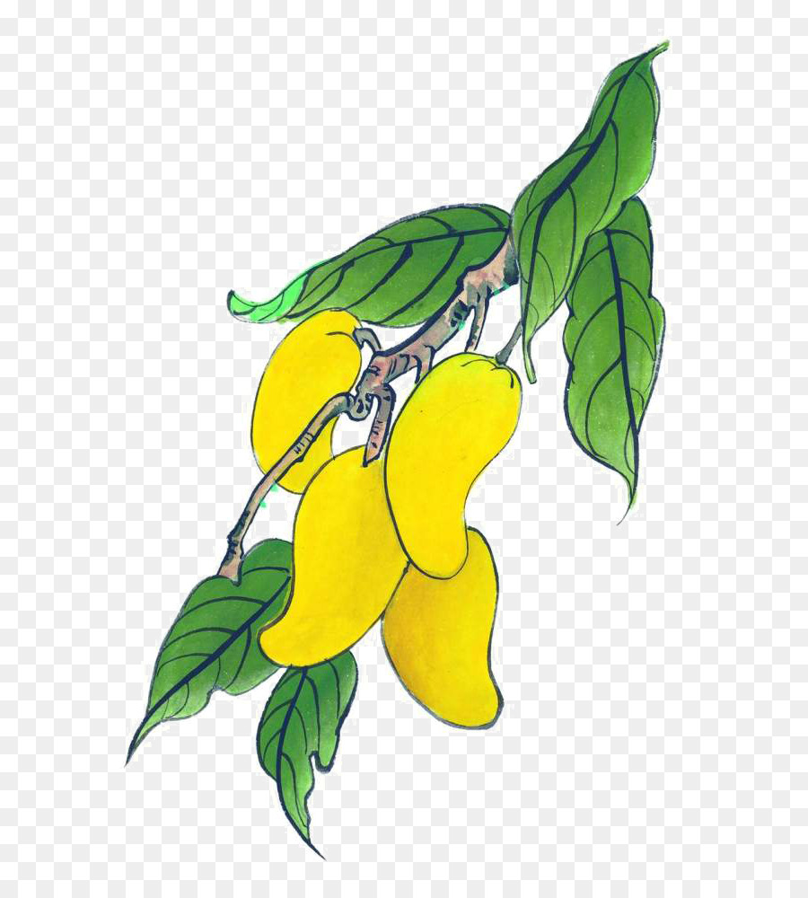 Mango Auglis Abbildung - Handbemalt mango