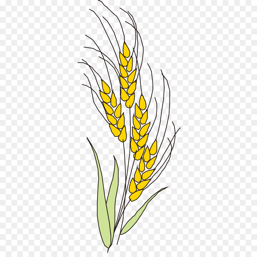 Il grano d'Oro di Oryza sativa Verde - orecchio d'oro