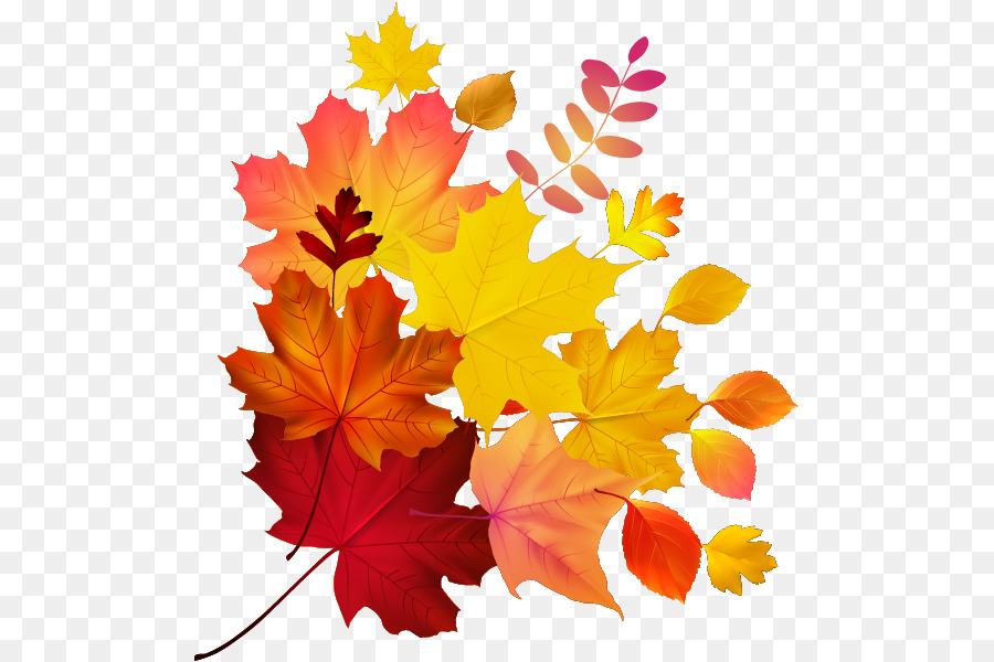 Foglia d'autunno a colori, Maple leaf Royalty-free - foglia di acero