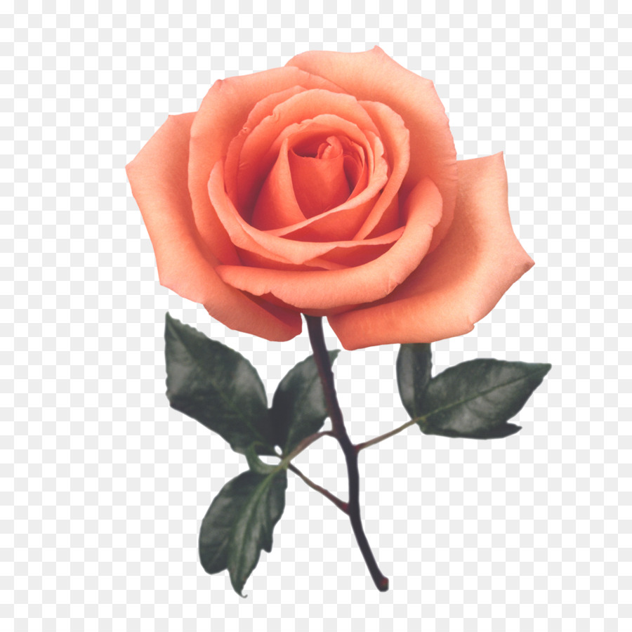 Strand-rose Blume-Valentinstag-Herz-Rot - Rose