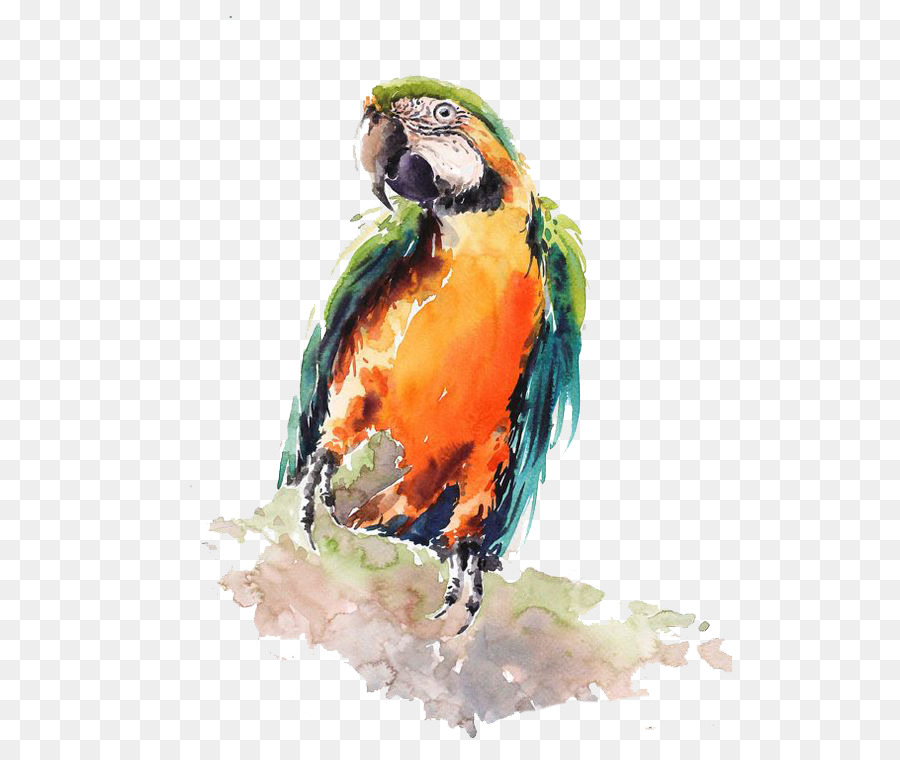 Uccello Pappagallo dipinto ad Acquerello, Disegno - pappagallo
