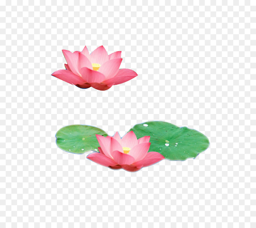 Nelumbo nucifera Foglia u84eeu306eu8449 - Lago di loto loto rosa
