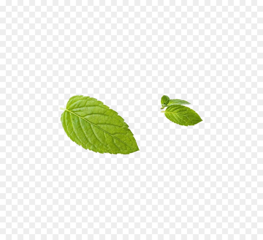 Blatt Pfefferminze Grün - Mint leaf