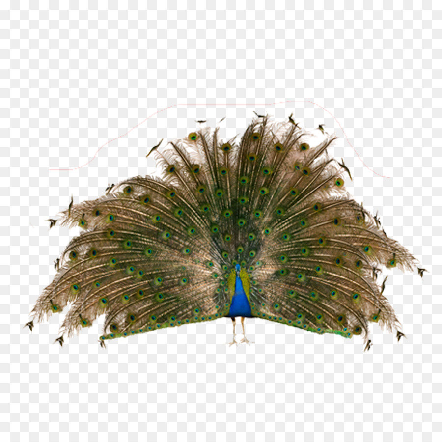 Chim châu Á công Chứng nhiếp ảnh Feather - con công