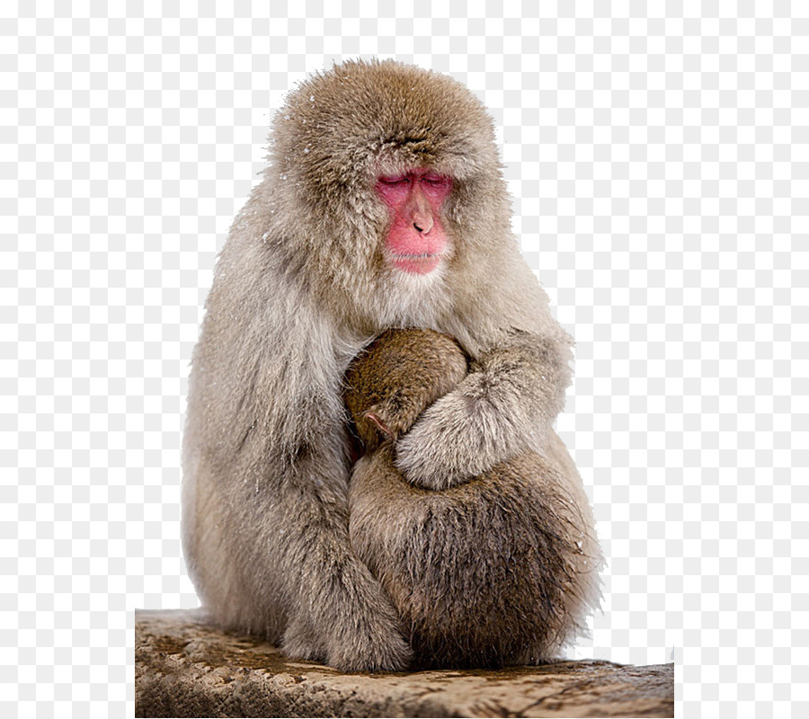 Macaco Scimmia Carta Da Parati - Madre per proteggere il bambino