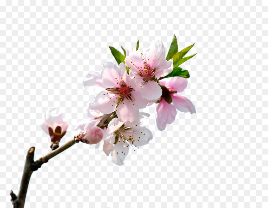 Peach blossom - Blüte peach blossom