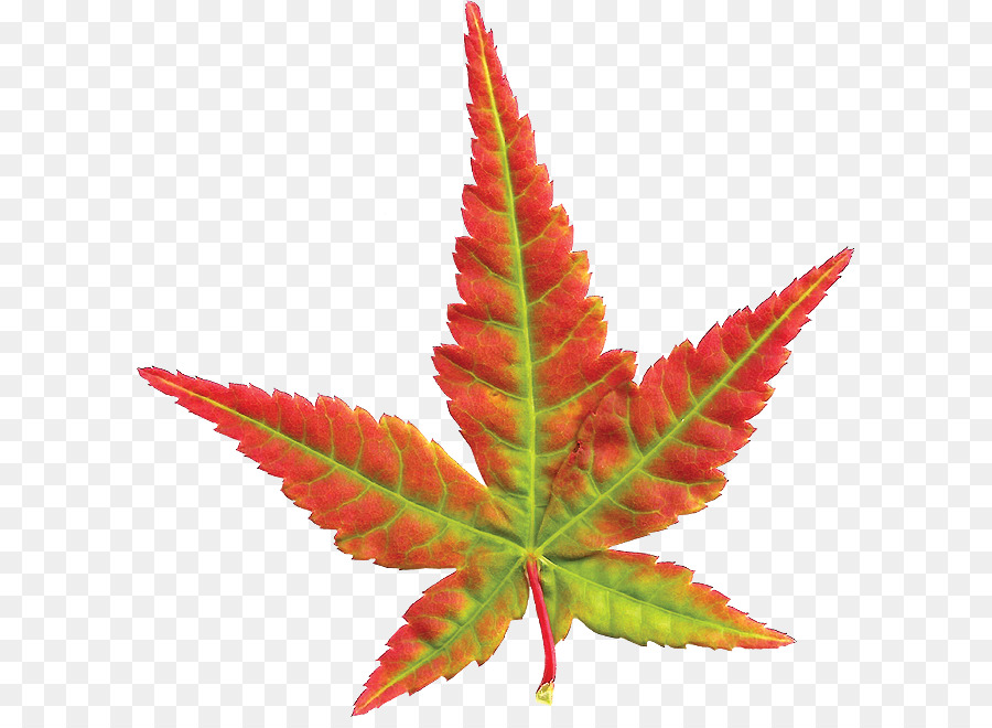 Blatt - Maple Leaf