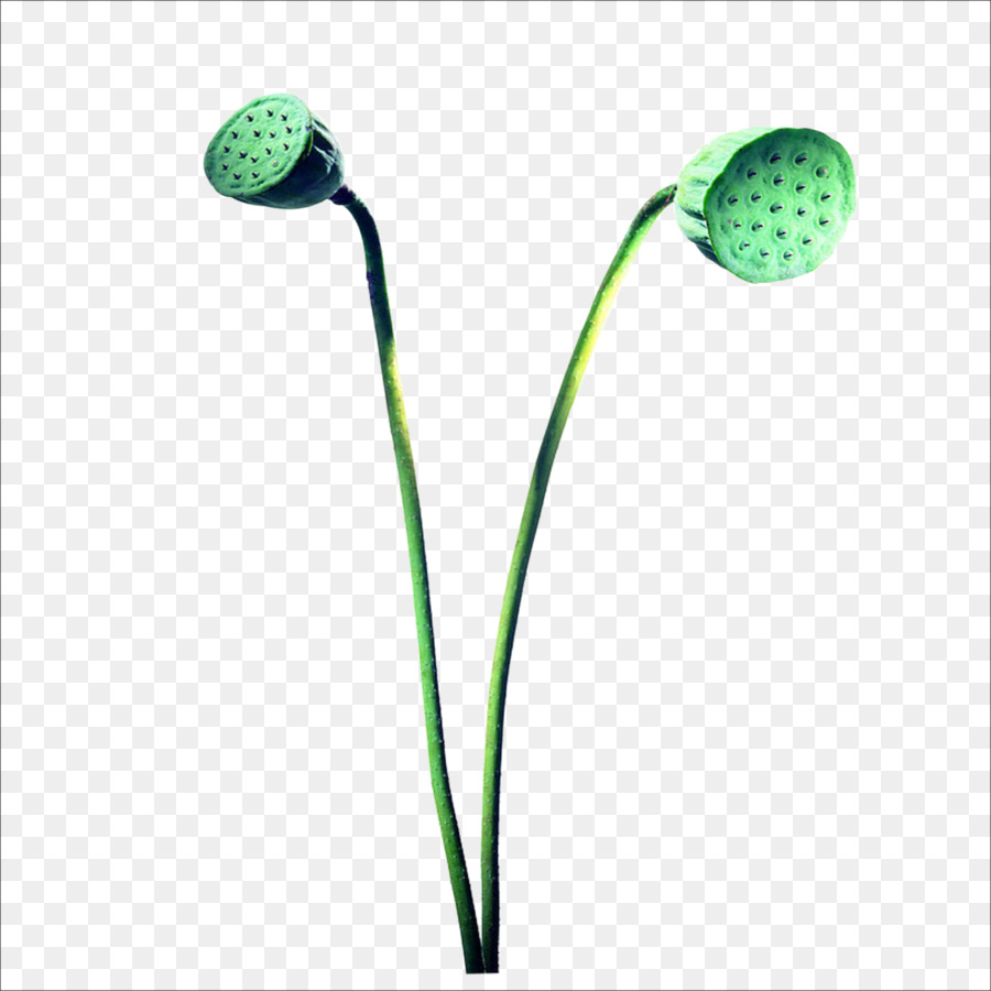 Nelumbo nucifera di semi di Loto Clip art - nucleo di loto