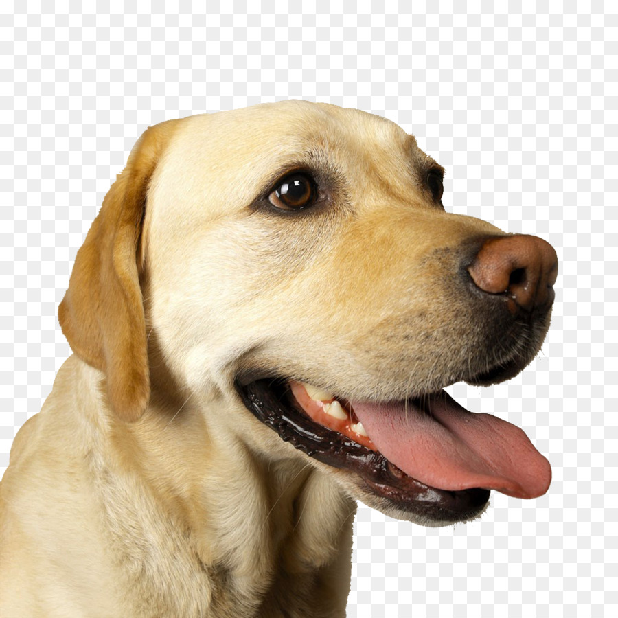 Labrador Retriever, deutscher Schäferhund, Gordon Setter Stock Fotografie Zunge - Hund,Welpe,Haustier,Tier