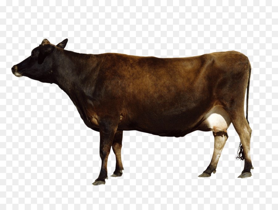 Rinder-Wasserbüffel-Stier - Big Black Bull