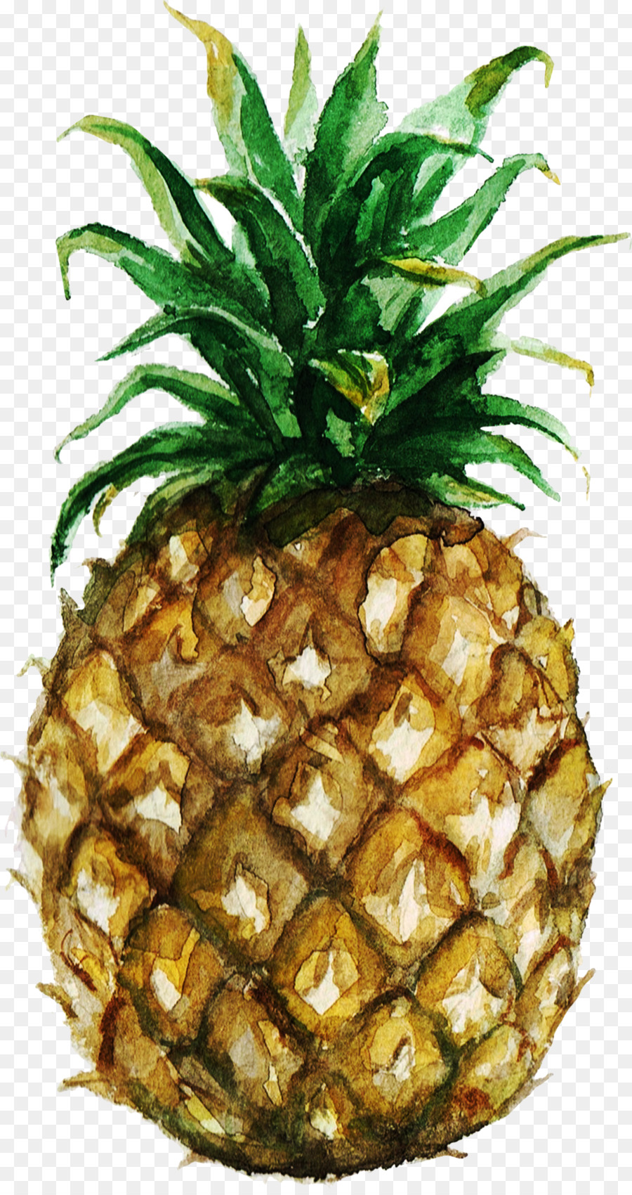 Ananas pittura ad Acquerello Royalty free, fotografia di Stock - Illustrazione di ananas
