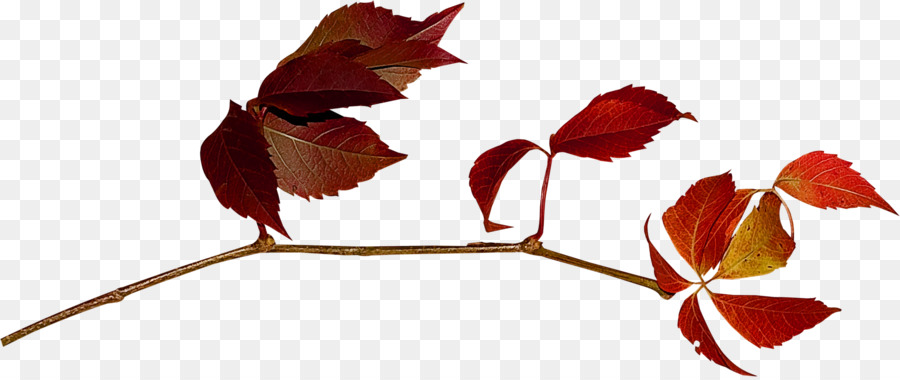 Blatt-clipart - Red maple leaf