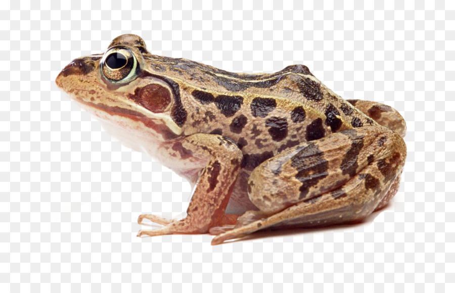 Ếch thật sự Phổ biến ếch Nền - Đẹp trai brown ếch bản đồ vật lý