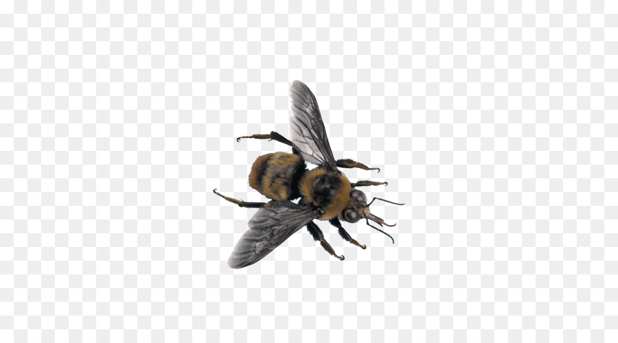 Merkmale der gemeinsamen Wespen und Bienen Insekt - Insekt, wasp