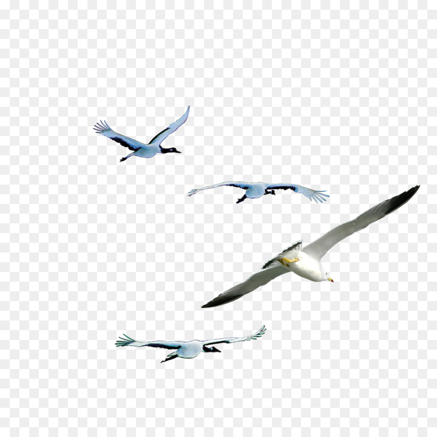 Flying Bird Background
