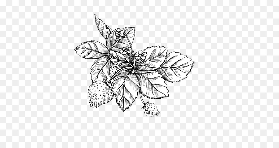 Mürbe Erdbeere, Zeichnung, Skizze - Hand-gemalt laub Pflanzen
