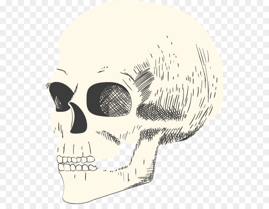 cranio illustrazione - vettore cranio
