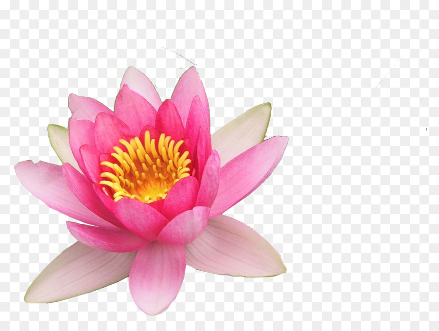 Nelumbo nucifera nahaufnahme Blütenblatt Lotus - Lotus