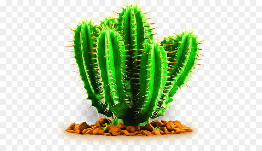 Cactacee pianta Succulenta - cactus