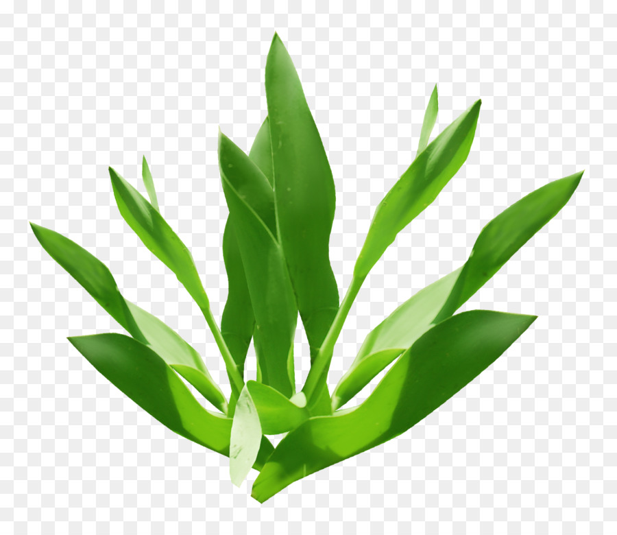 Symbol - Grüne Blätter